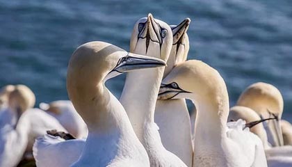 开云体育登录-法国羽毛球队惊天逆转印度，桃田贤斗点燃赛场激情！