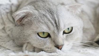 开云体育入口-火箭完胜美国男篮，欧文打破历史纪录引发全球热议