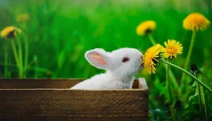 开云体育APP下载-Vitality强势DK，Vetheo打破历史纪录